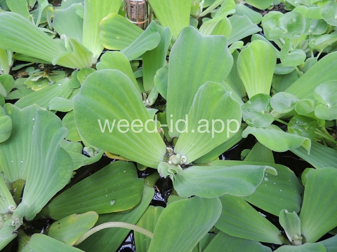 waterlettuce